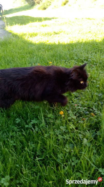 oddam małe kotki małą odpłatnością Ropczyce