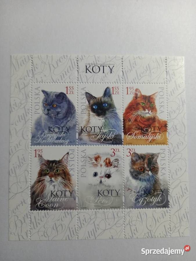 Bl 222 Koty 2010r czysty Poznań