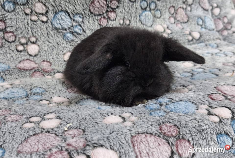 Króliczek Baranek Mini Lop samiczka Wołomin sprzedam