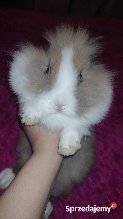 Króliczek samczyk karzełek Teddy kujawsko-pomorskie