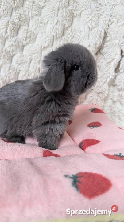 Mini lop królik miniaturka mały karzełek baranek Kraków