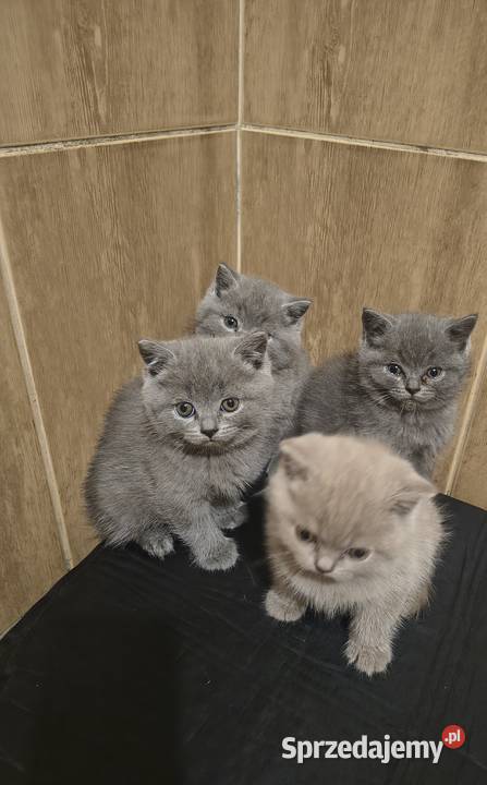 Kot kotki brytyjskie rodowód piękne Zarszyn