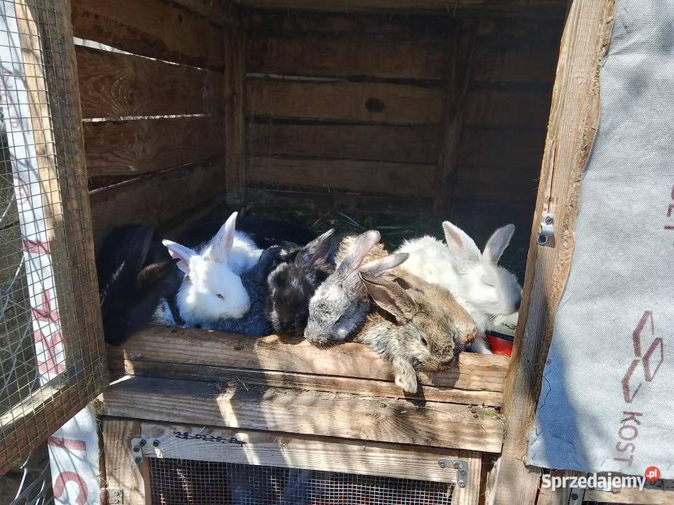 Króliki olbrzym Belgijski Gorzkowice