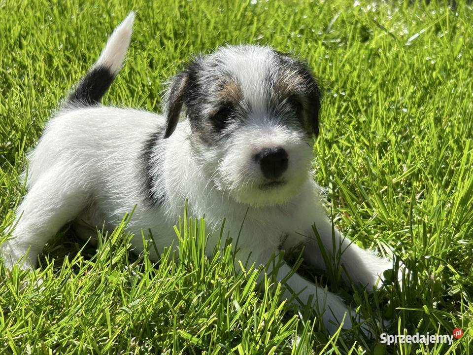 Parson Russell Terrier szczenięta Psy