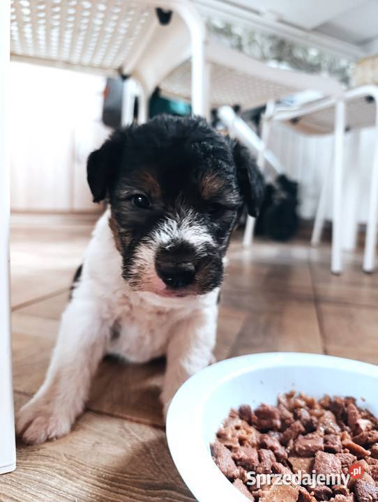 Foksterier tricolor szorstkowłosy Pozostałe Sokołów Podlaski