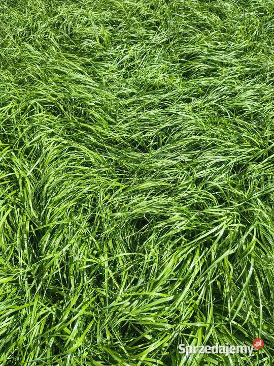 Sianokiszonka mieszanka gorzowska Kętrzyn