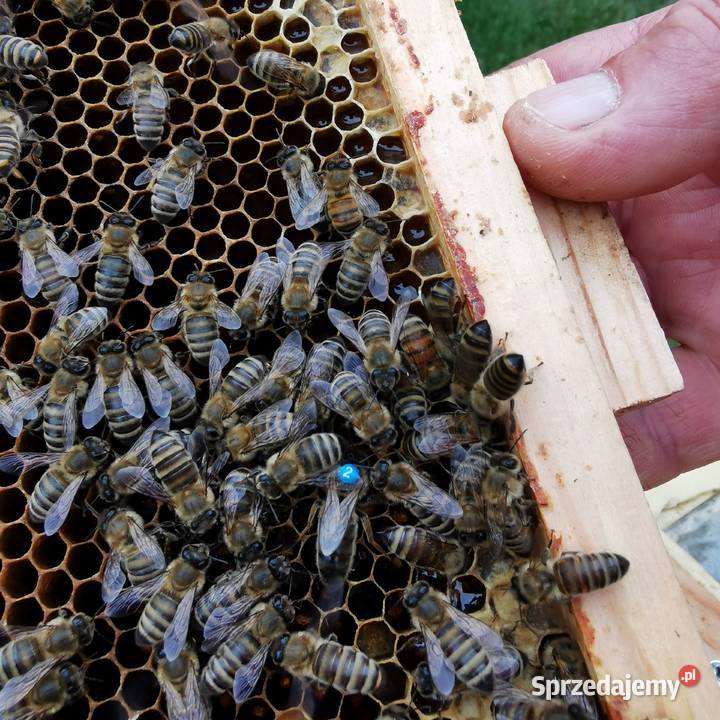 Płodna Piątka 5 unasiennionych matek Kraińskich Łódź sprzedam