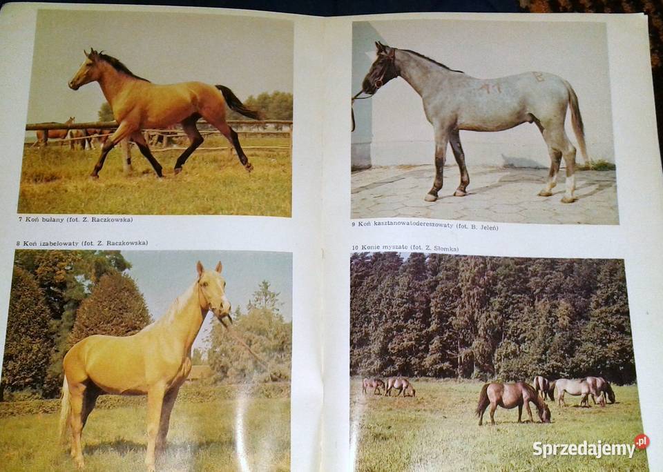 Zarys szczegółowej hodowli zwierząt Ewald Chełm sprzedam