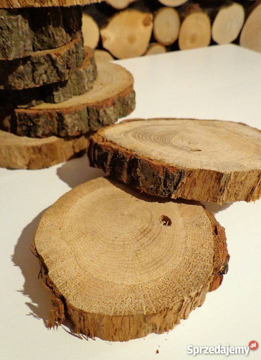plastry drewniane Dąb pęknięty z ubytkami 2023 Rybnik