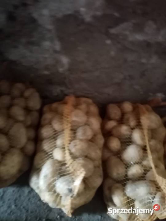Ziemniaki jadalne odmiana Soraya