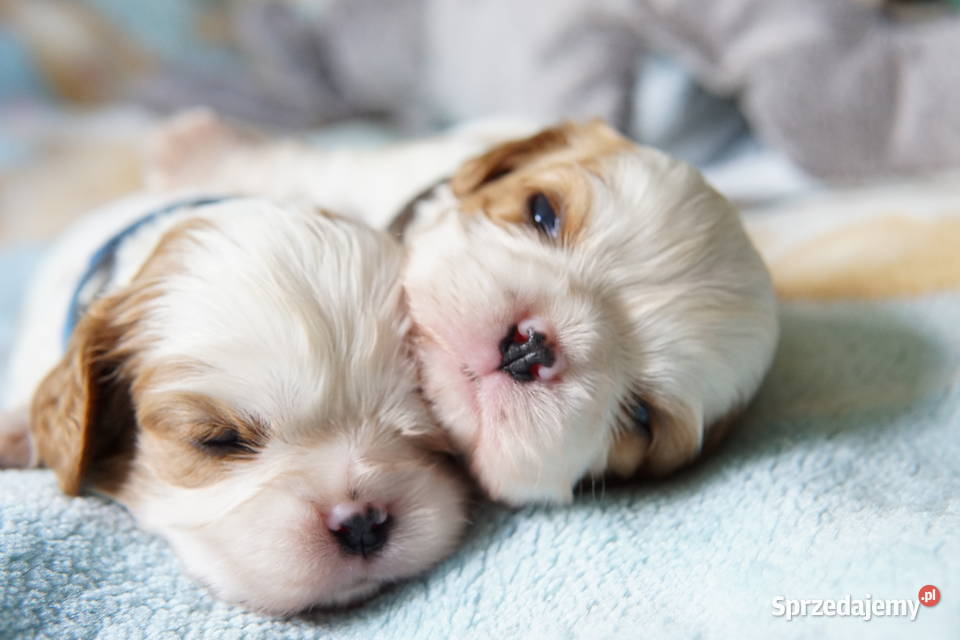 Szczenięta Cavalier King Charles Spaniel Cavalier King Charles Spaniel Psy Rzeszów sprzedam