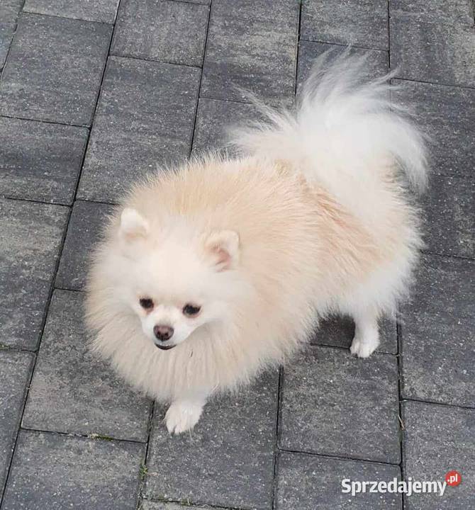 Szpic miniaturowy pomeranian suczka łódzkie Łódź