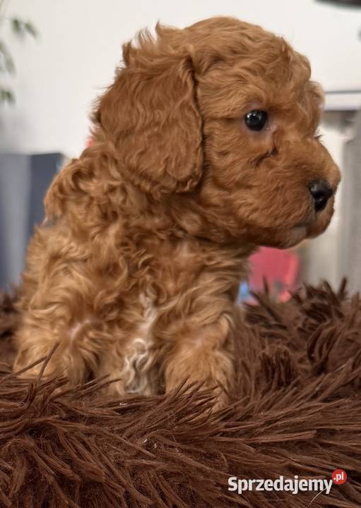 Maltipoo F1B Poznań Pozostałe