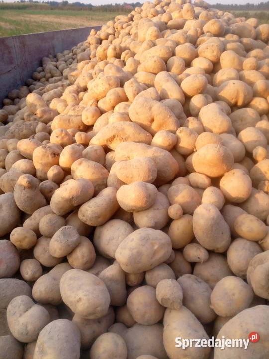 Ziemniaki Denar i Otolia Stasin