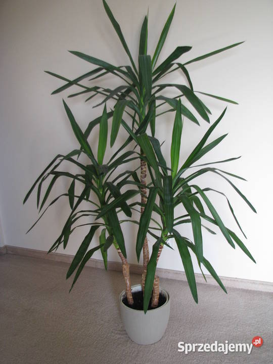 Juka piękny zdrowy duży kwiat doniczkowy 3pienny