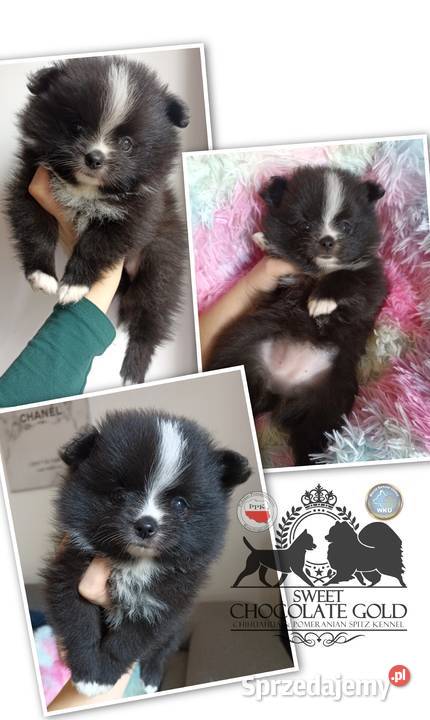 Suczka pomeranian szpic miniaturowy czarna