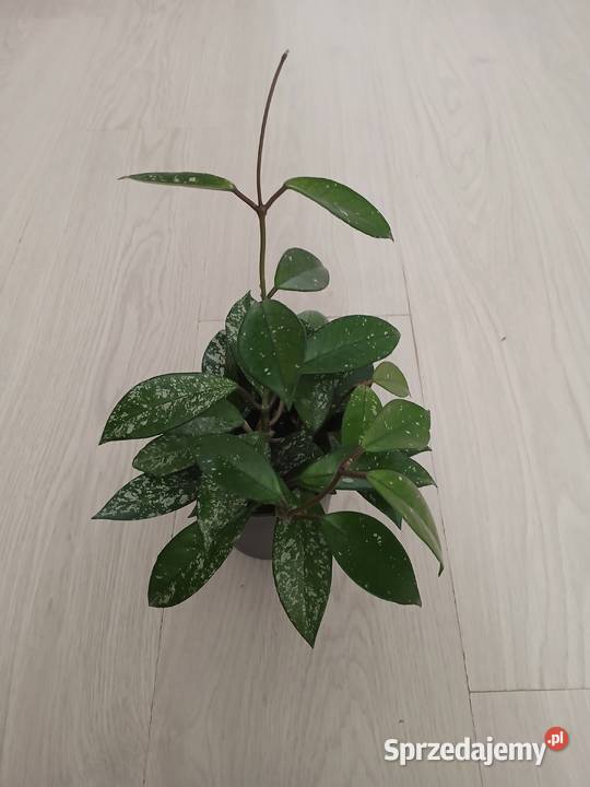 Hoya carnosa splash hoja carnosa stardust Częstochowa