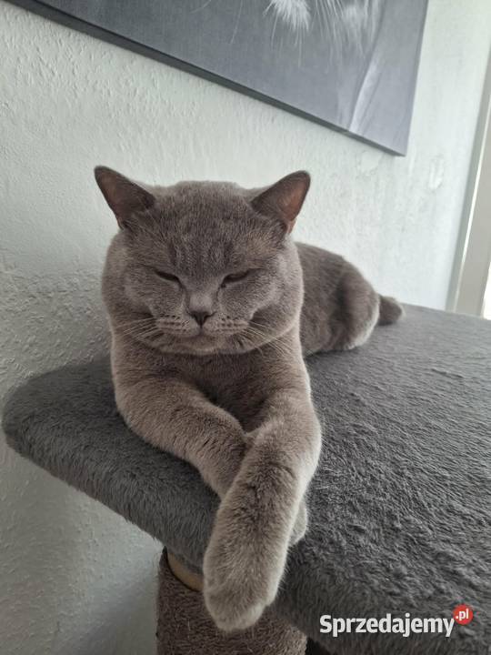 Kocur Brytyjski krótkowłosy reproduktor Chełm