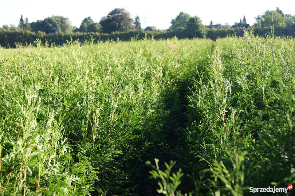 Thuja tuja BRABANT PRODUCENT thuja smaragd tuja łódzkie Łódź sprzedam
