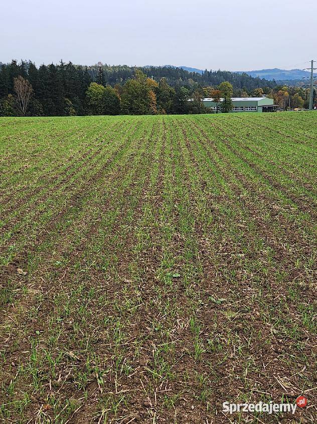 Siewnik do siewu bezpośredniego HORSCH AIRSEEDER Jelenia Góra
