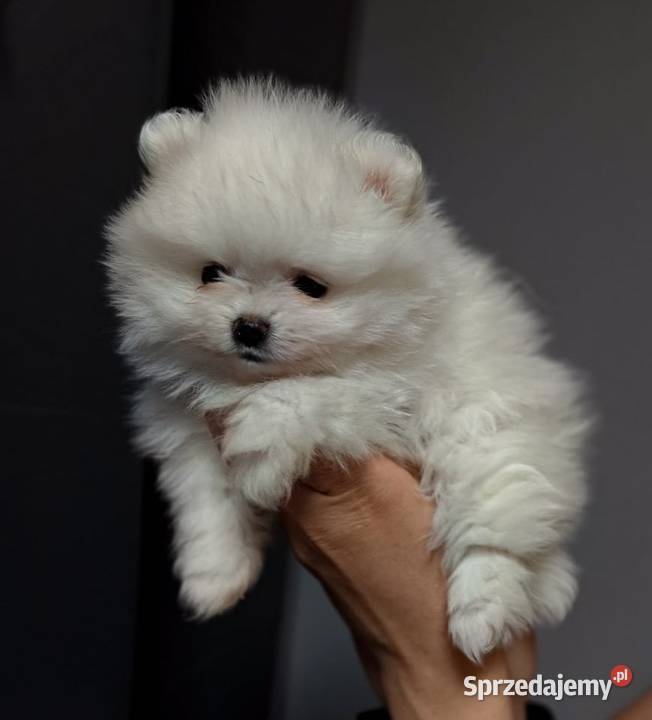 Szpic miniaturowy FCI ZkwP Gorzów Wielkopolski