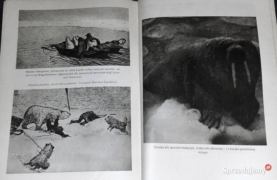 Fridtjof co z wyrośnie A Cz Centkiewiczowie Chełm