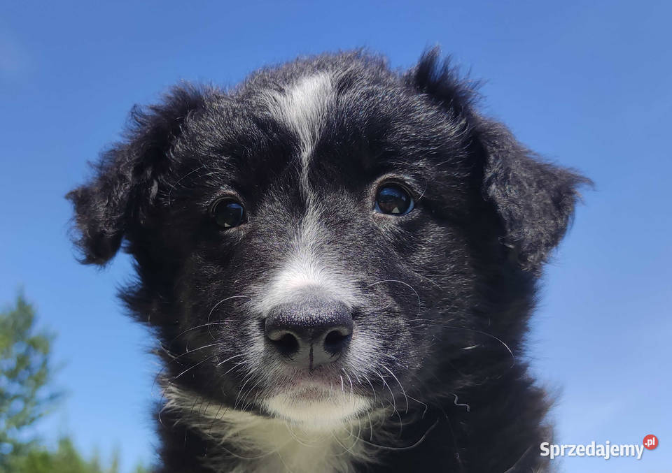 Rasowa suczka Border Collie z pełną dok Iwonicz