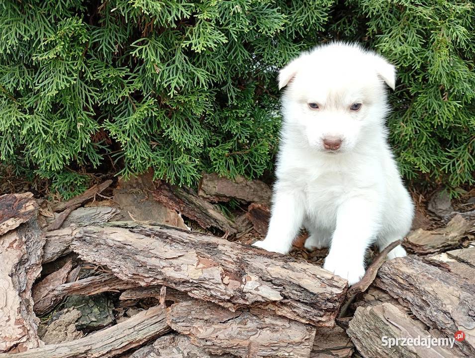 Siberian husky girl Racibórz