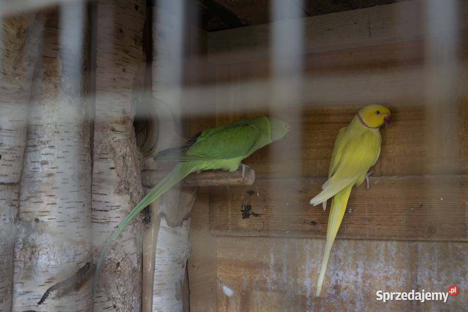 Sprzedam Papugi Koszyce Wielkie sprzedam