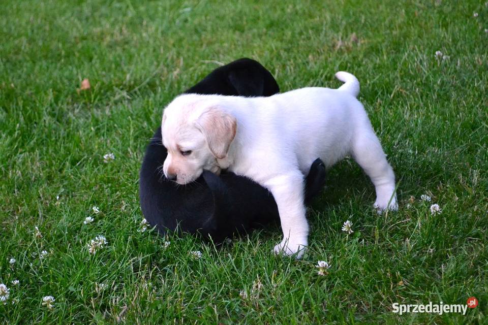 Szczeniaki Labrador Retriever czarne i biszkoptowe. Badania Genetyczne!