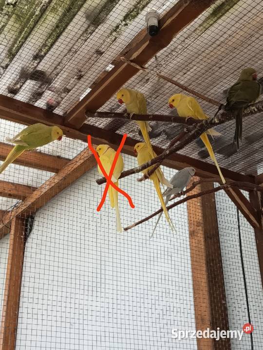 Aleksandritta obrożna Nowy Świętów