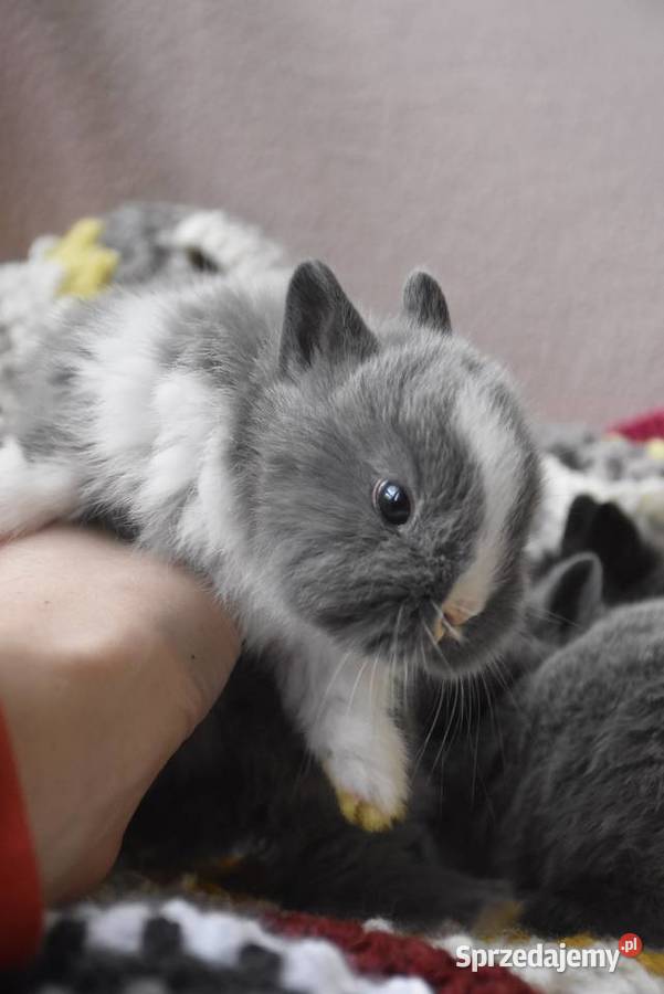 Króliki karzełki niderlandzkie kujawsko-pomorskie Lipno sprzedam