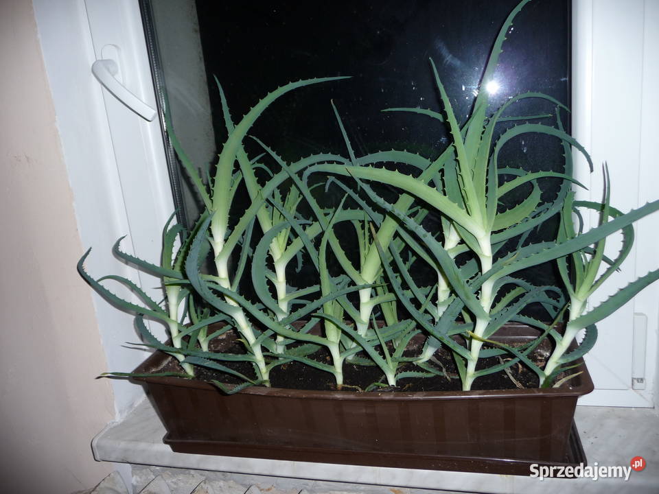 Kwiat doniczkowy aloes leczniczy Skoczów