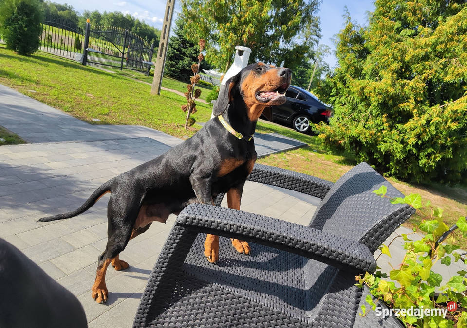 Gończy Polski szczenię Uniejów