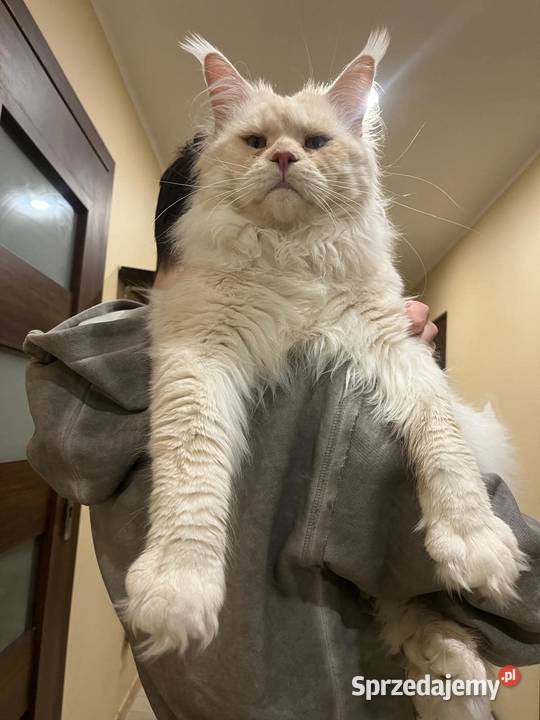 Rezerwacja Maine Coon kujawsko-pomorskie Kcynia
