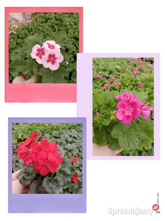 Pelargonia stojąca krakowiaki żywe kwiaty w Czulice