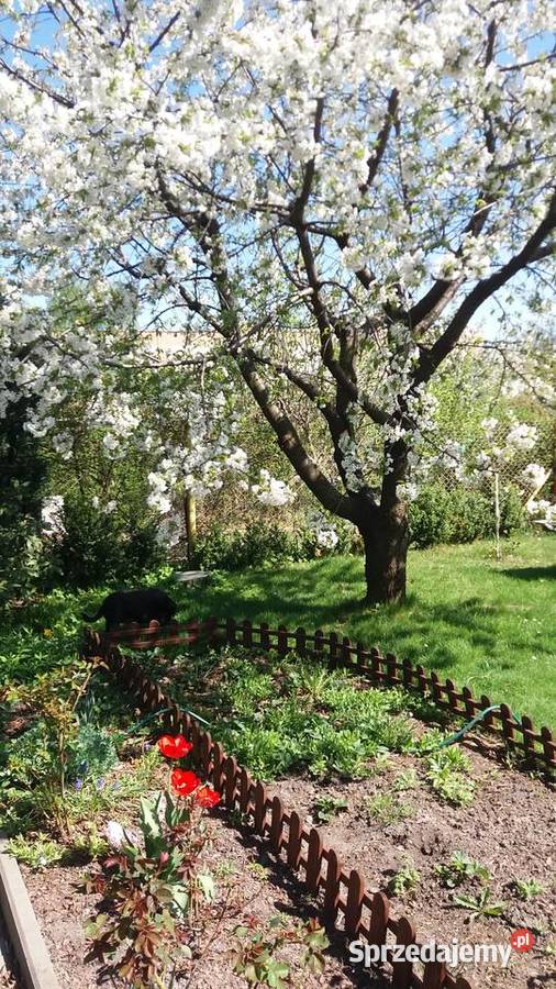 Ogródek działkowy Chorzów utwardzona