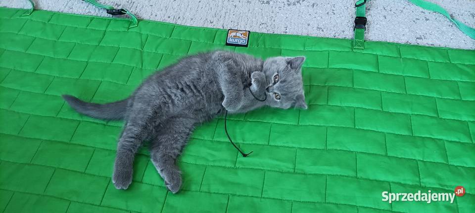 Kotek Brytyjski krótkowłosy niebieski Lukier Brwinów