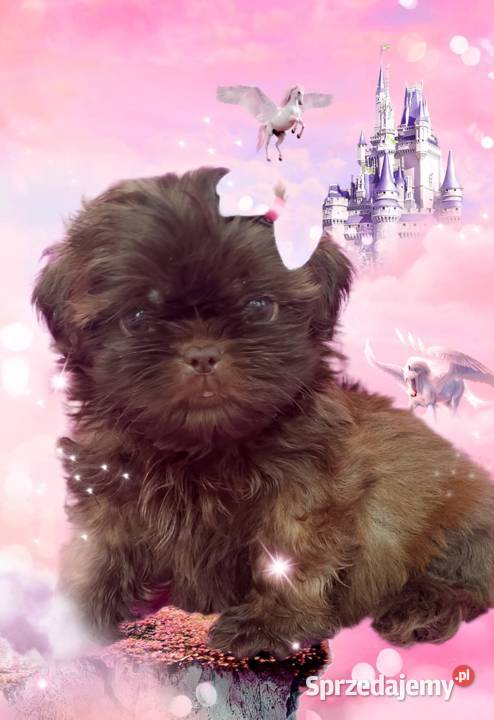 Śliczne szczeniaki rasy ShihTzu Namysłów