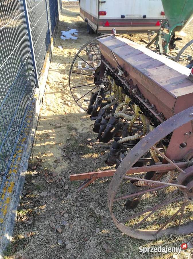 Sprzedam siewniki Wielkie Oczy sprzedam