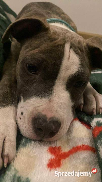 American Staffordshire Terrier