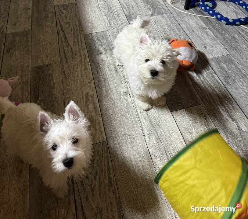 West highland white terrier Łochów