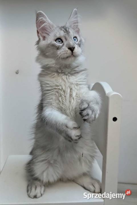 Słodki kocurek Maine Coon Wrocław