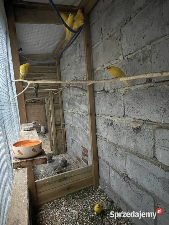 Sprzedam różne papugi Stobno Siódme