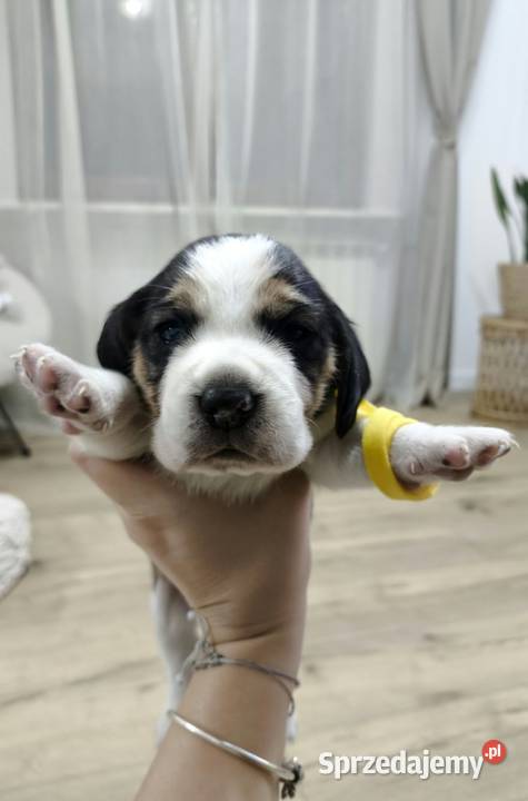 szczeniak pies Beagle rodowód