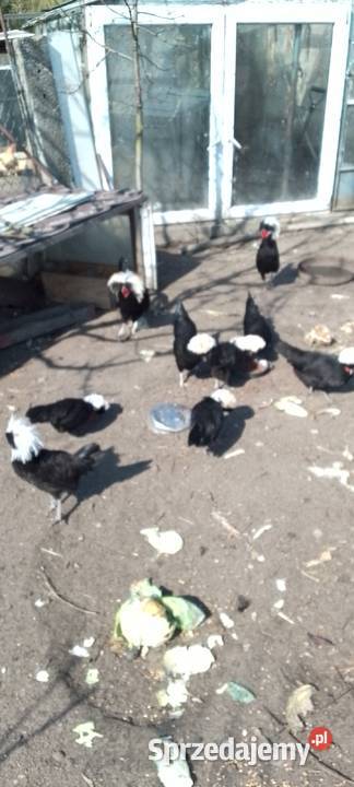 Sprzedam jaja lęgowe białoczubów holenderskich