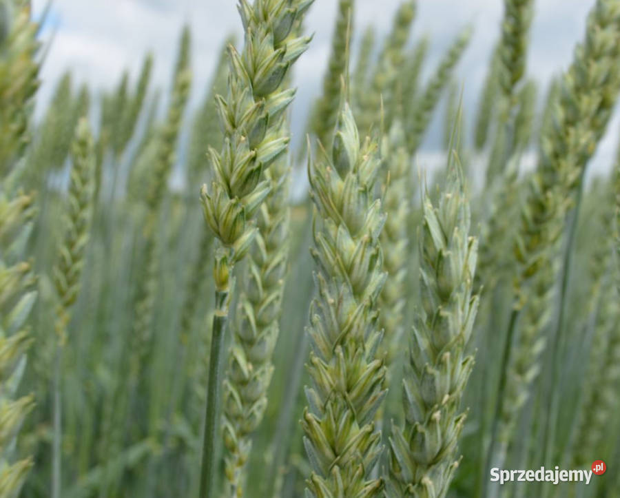 Pszenica jara kwalifikowana C1 Licamero Zboża Radom