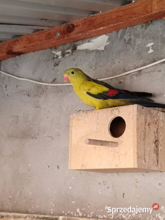 Sprzedam papugi różne Pińczów sprzedam