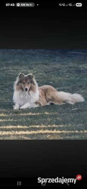 Owczarek Szkocki Collie Szczeniaki SUCZKI Olesno