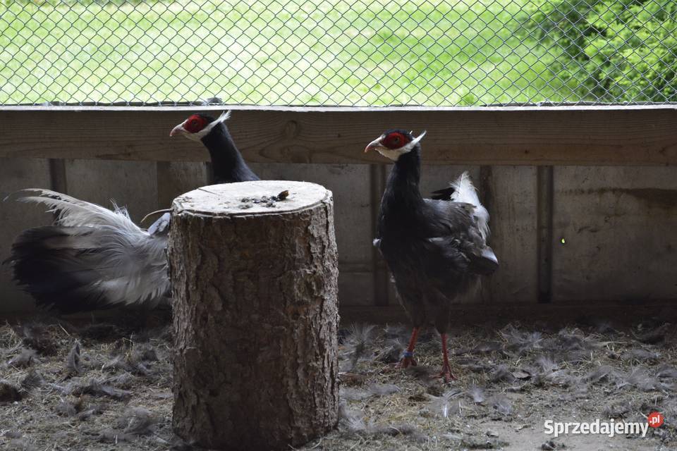 Bażanty uszaki brunattne sprzedam